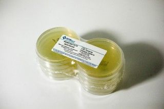 ÁGAR BATATA DEXTROSE pcte com 10 placas 90x15mm