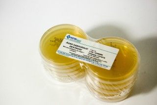 AGAR SABOURAUD DEXTROSE pacote com 10 placas 90x15mm