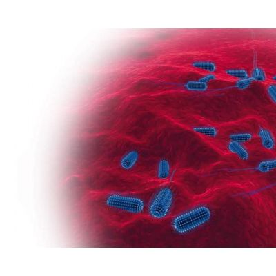 DiaSorin LIAISON ® EHEC Toxins